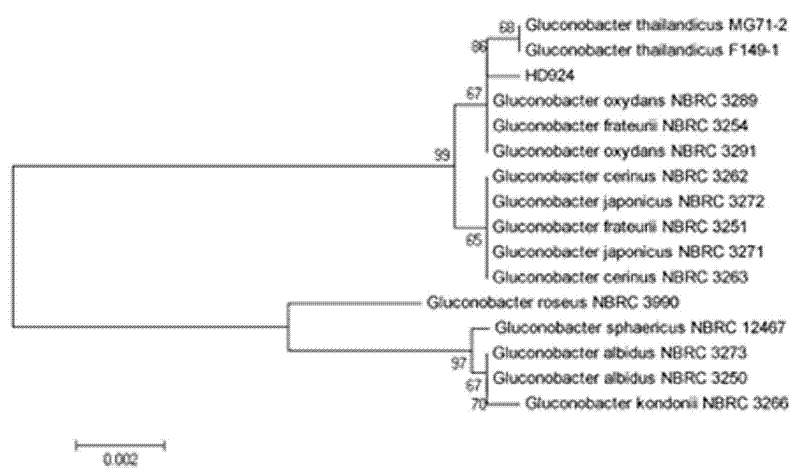 Strain HD924 for producing dihydroxyacetone by microbial fermentation and method