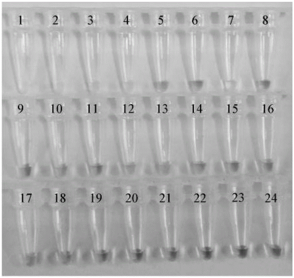 Ring isothermal amplification primers capable of fast detecting pratylenchus neglectus and application thereof