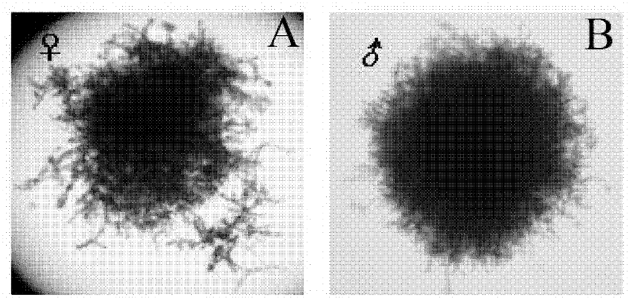 Novel method for breeding kelp seedlings with gametophyte cloning method