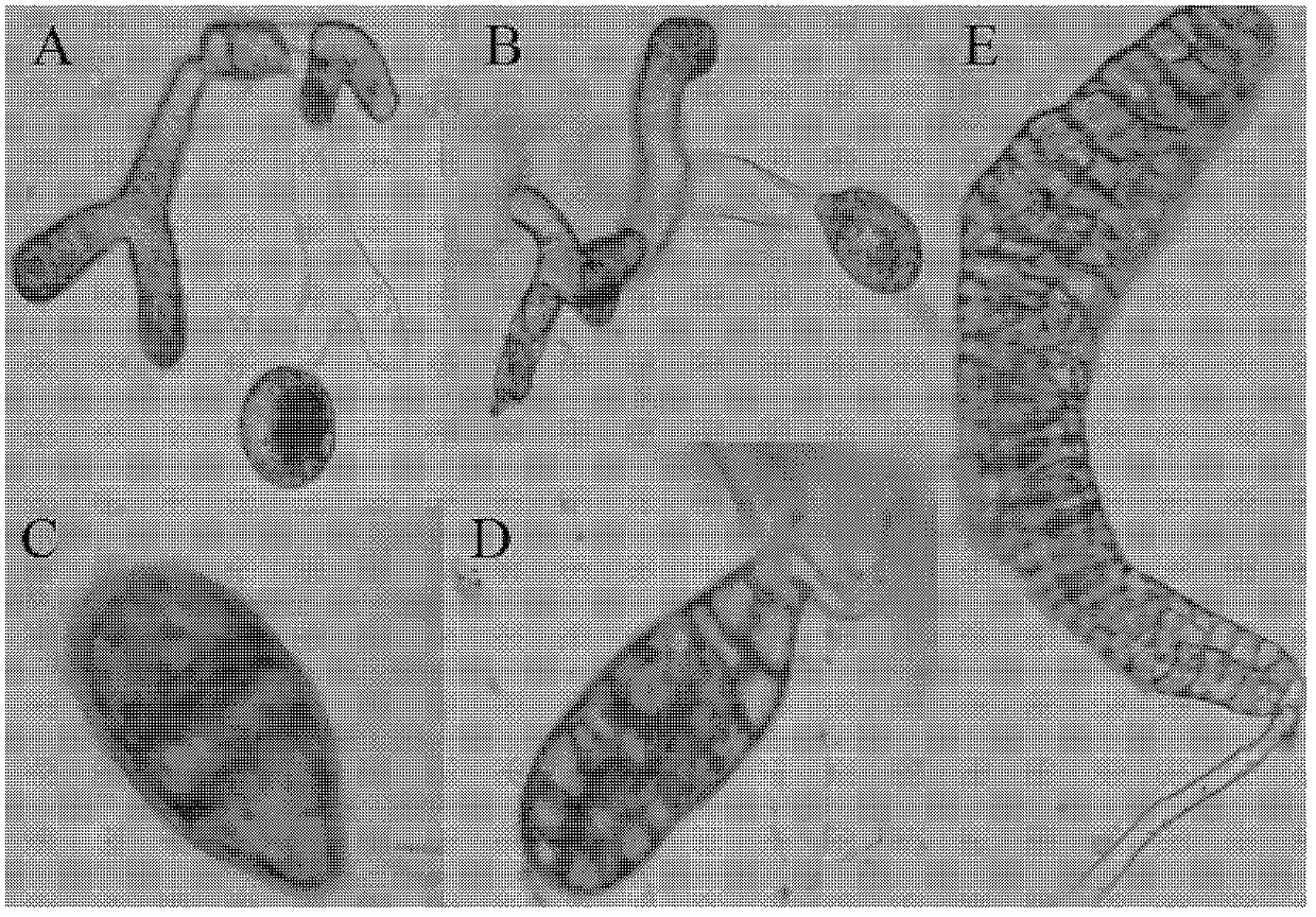 Novel method for breeding kelp seedlings with gametophyte cloning method