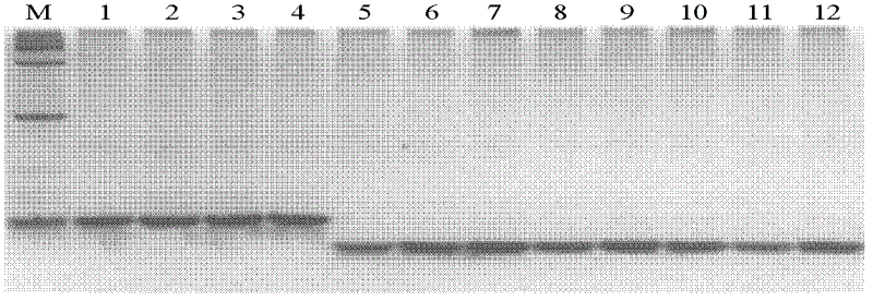 Functional specific molecular marker PikFNP for resistance genes Pik of rice blast and method and application of functional specific molecular marker PikFNP