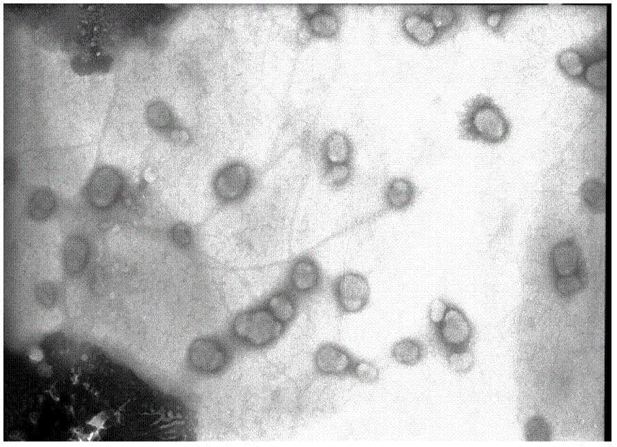 Organic silicon modified acrylate emulsion and preparation method thereof