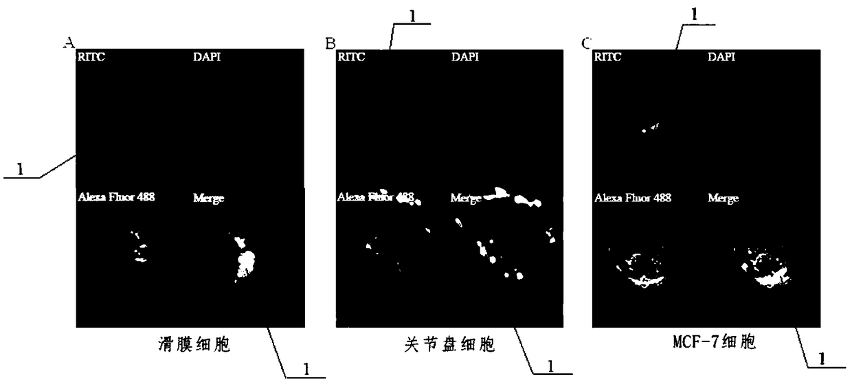 Application of nanometer synthetase in promoting synthesis of high-molecular hyaluronic acid in cells