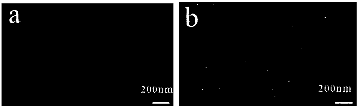 Niobium-doped titanium dioxide coated glass and preparation method thereof