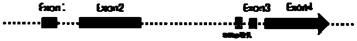 Specific molecular marker of pbelf3b gene in pear and its application