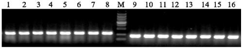 Specific molecular marker of pbelf3b gene in pear and its application