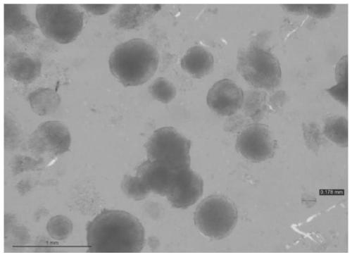 A drug-loaded polyvinyl alcohol microsphere