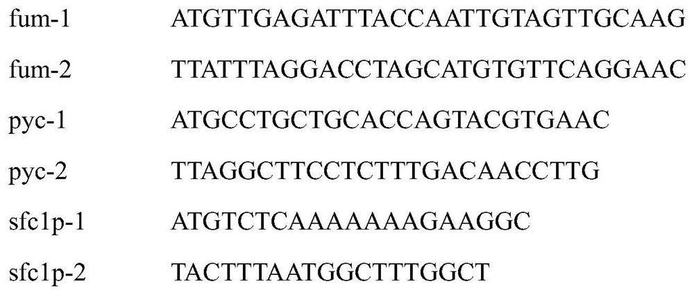 A kind of Aspergillus oryzae that reduces the accumulation of by-products in the process of malic acid synthesis and its application