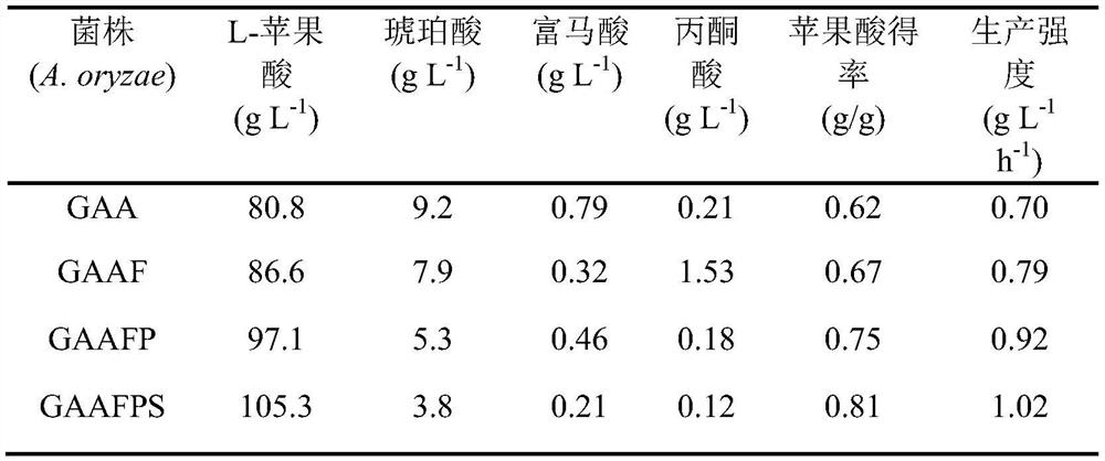 A kind of Aspergillus oryzae that reduces the accumulation of by-products in the process of malic acid synthesis and its application