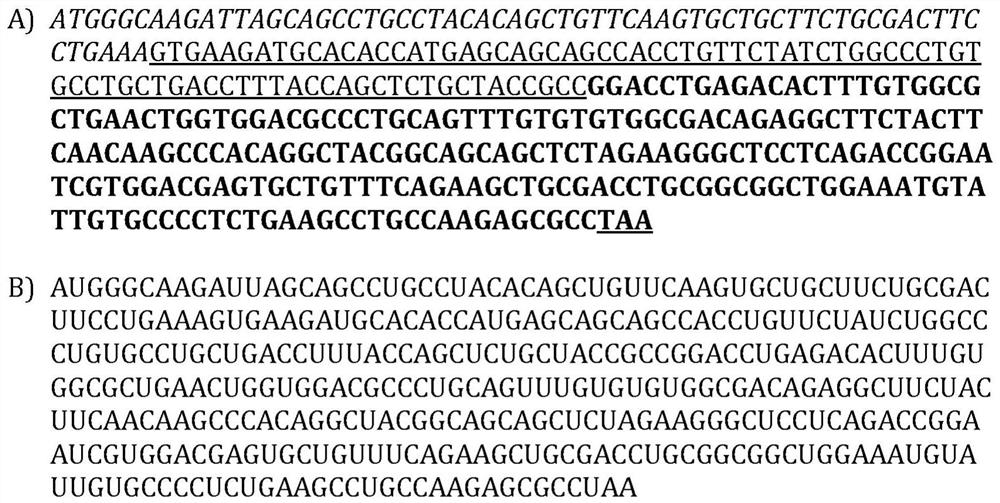 RNA encoding protein