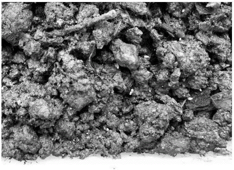 Culturing method for sporocarp of Morchella