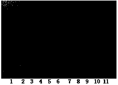 Method for refining figwort decoction piece and product thereof