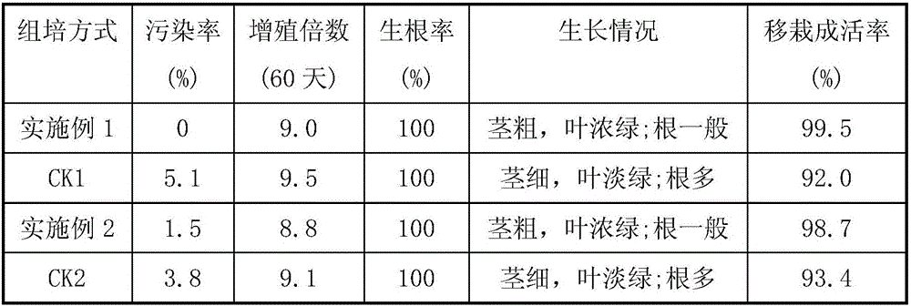 Open cultivation method of sugarcane tissue culture seedling