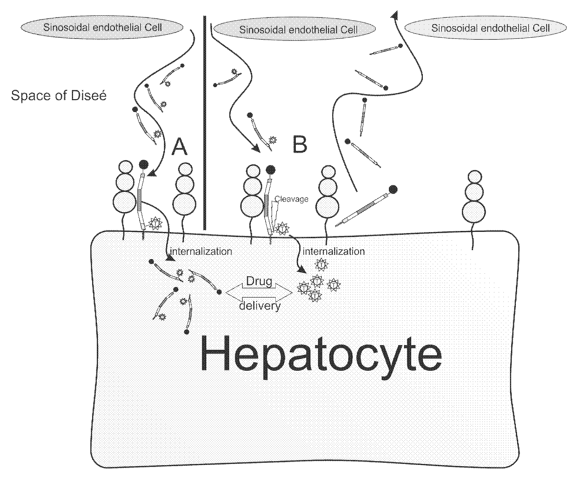 Hydrophobic modified peptides and their use for liver specific targeting