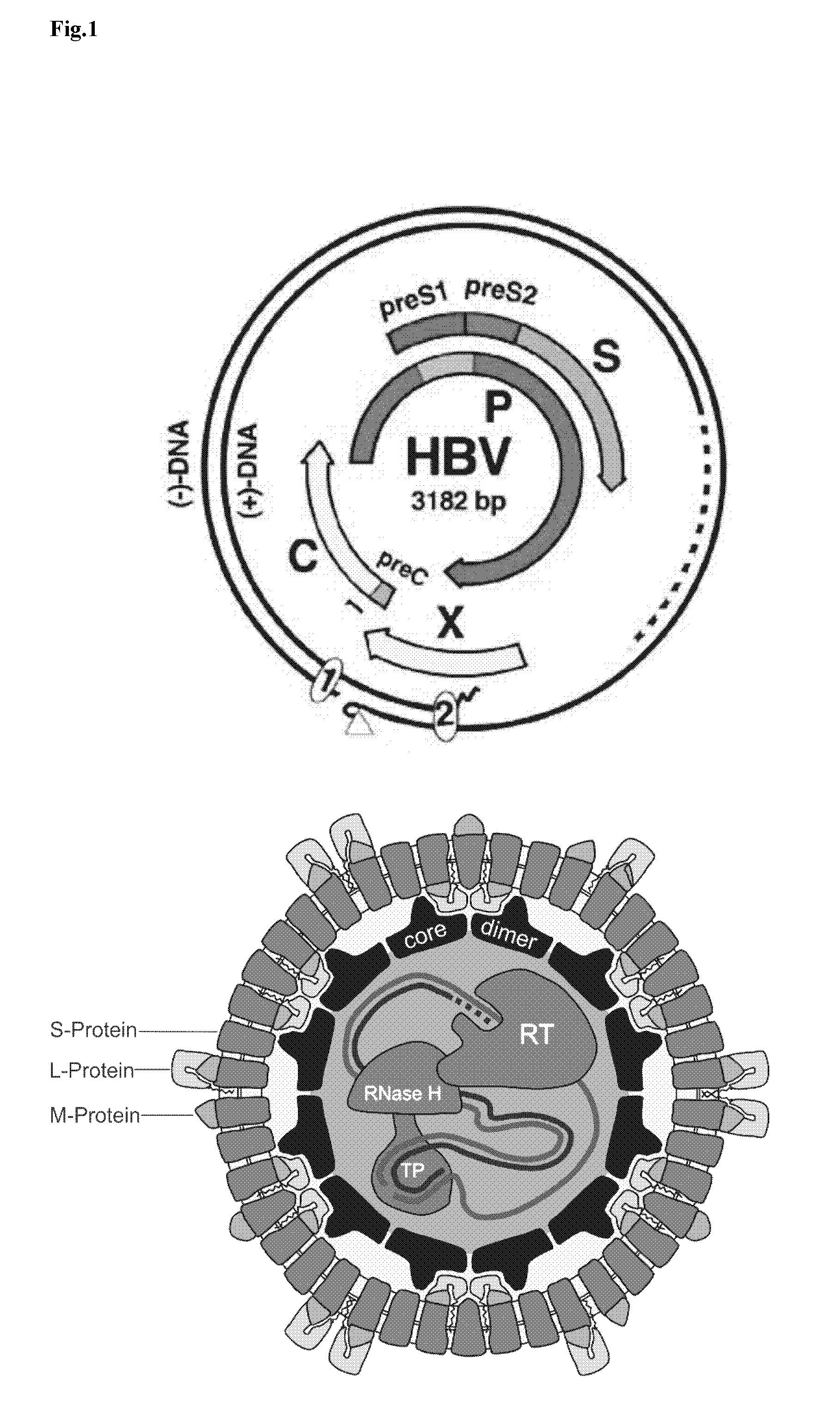 Hydrophobic modified peptides and their use for liver specific targeting