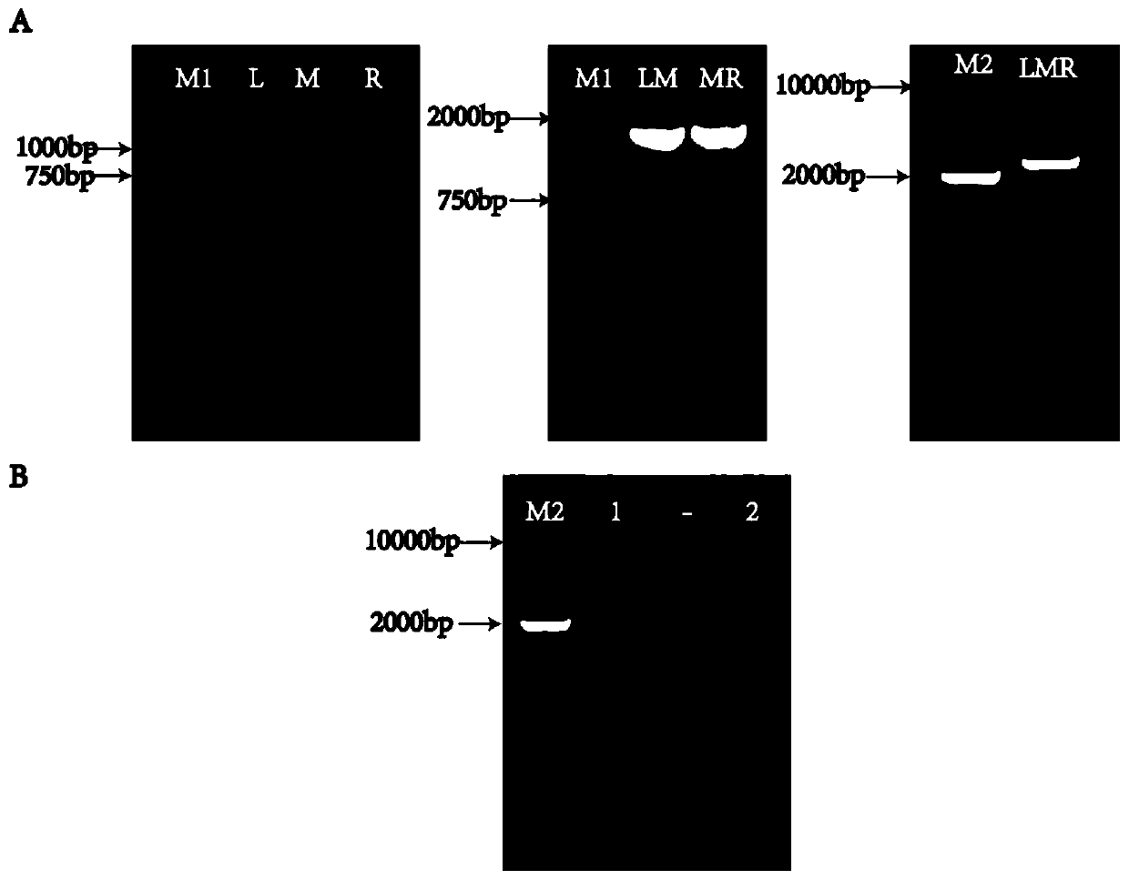 Method for regulating saccharomyces cerevisiae oxygen stress through Y-family polymerase Rev1