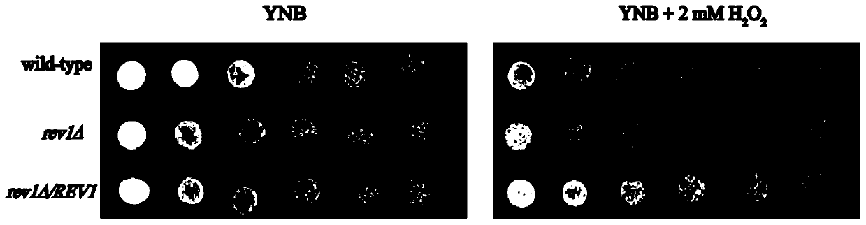 Method for regulating saccharomyces cerevisiae oxygen stress through Y-family polymerase Rev1