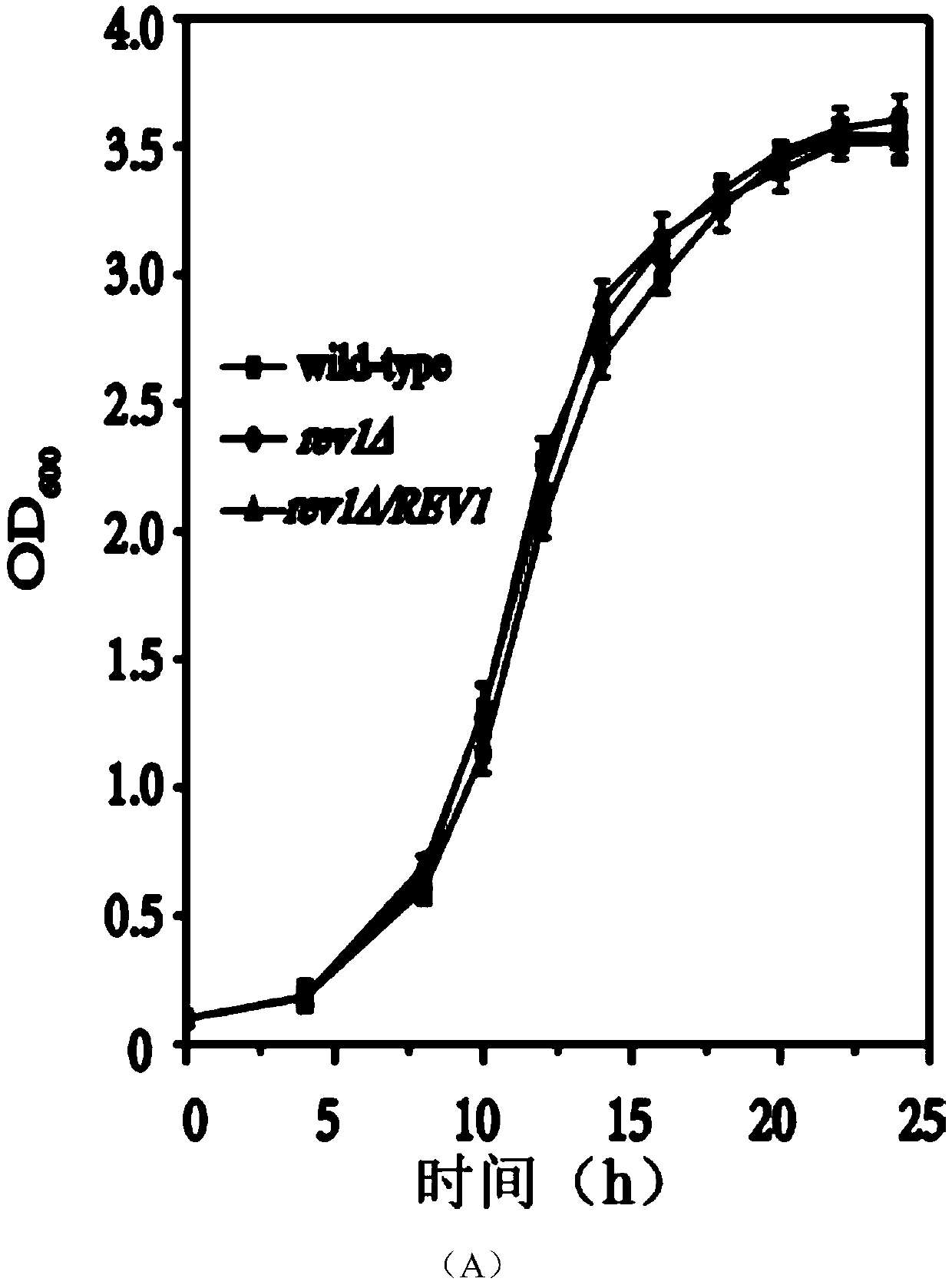 Method for regulating saccharomyces cerevisiae oxygen stress through Y-family polymerase Rev1