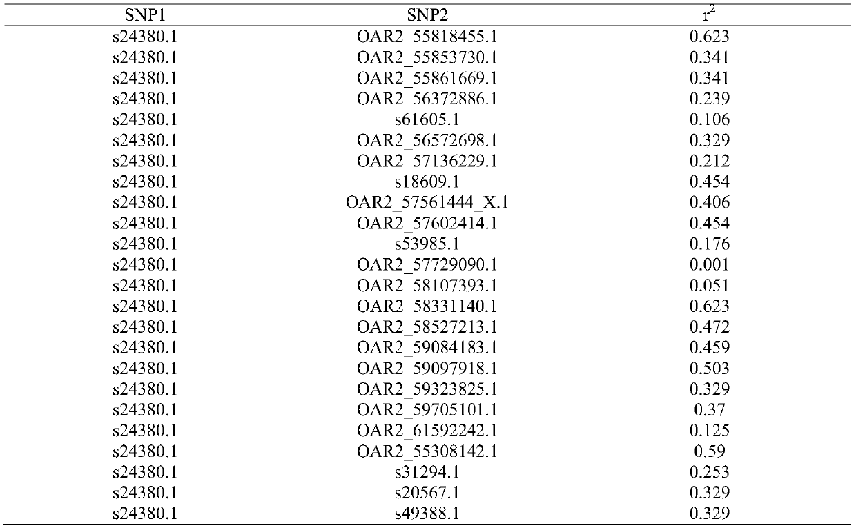 Duolang sheep SNP marker and its screening method and application