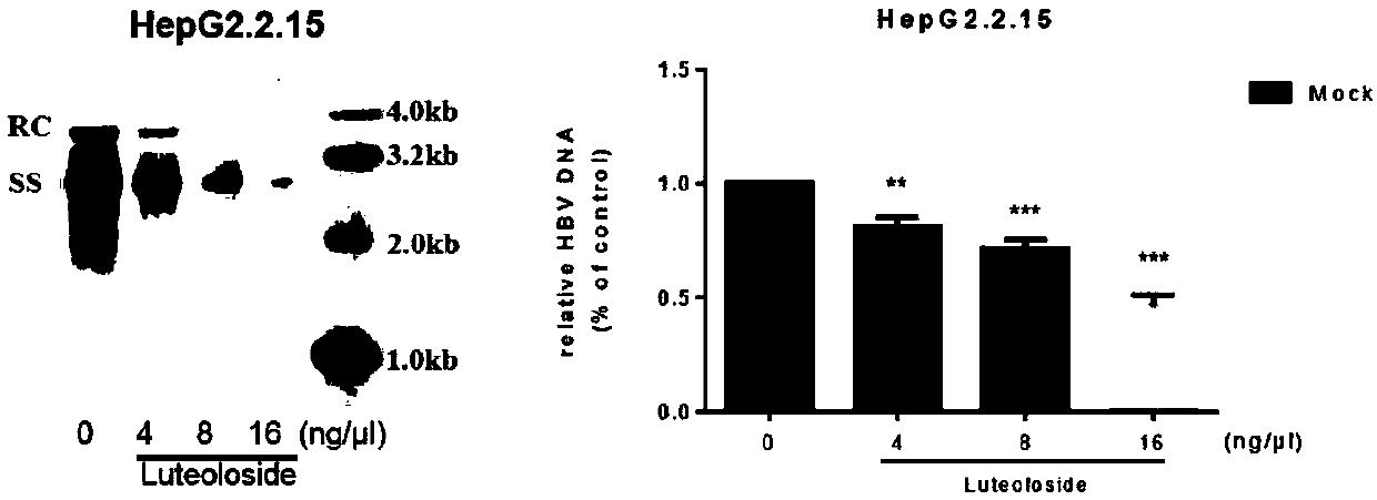 Application of luteolin 7-O-glucoside in preparing anti-HBV drug