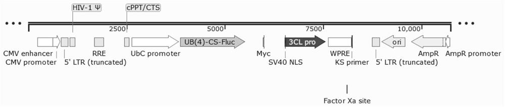 A fusion protein and its application in constructing a system for screening coronavirus 3cl protease inhibitors