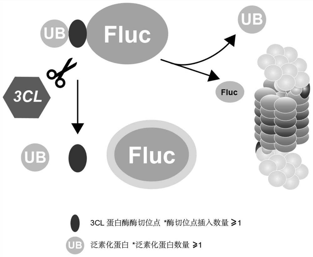 A fusion protein and its application in constructing a system for screening coronavirus 3cl protease inhibitors