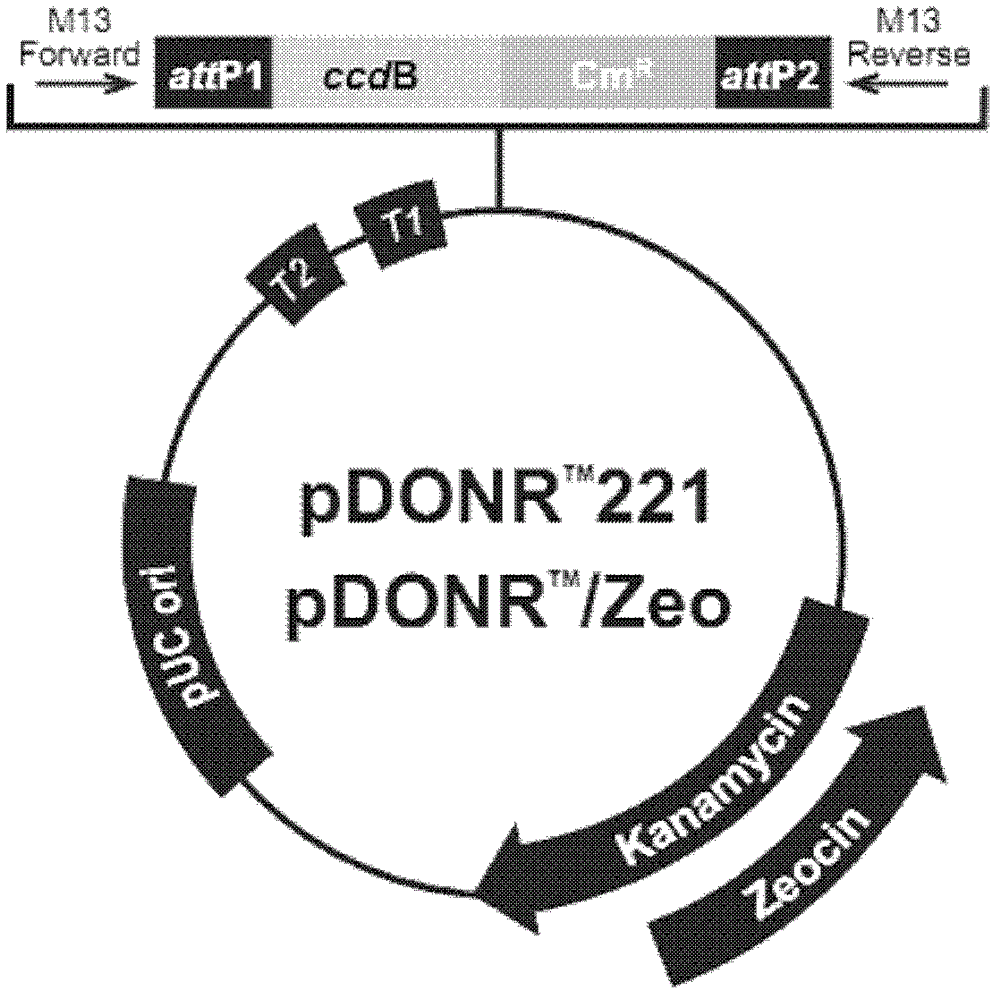 Soybean holy bean 9# NAC transcription factor gene GmST1 and application thereof