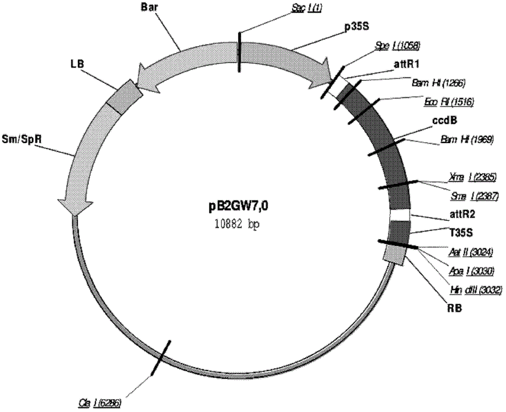 Soybean holy bean 9# NAC transcription factor gene GmST1 and application thereof