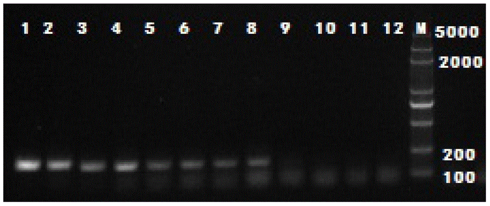 Aphid aphid specific ss-coi primer, kit containing the primer and detection method thereof