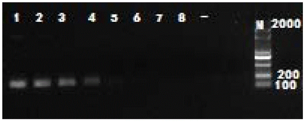 Aphid aphid specific ss-coi primer, kit containing the primer and detection method thereof