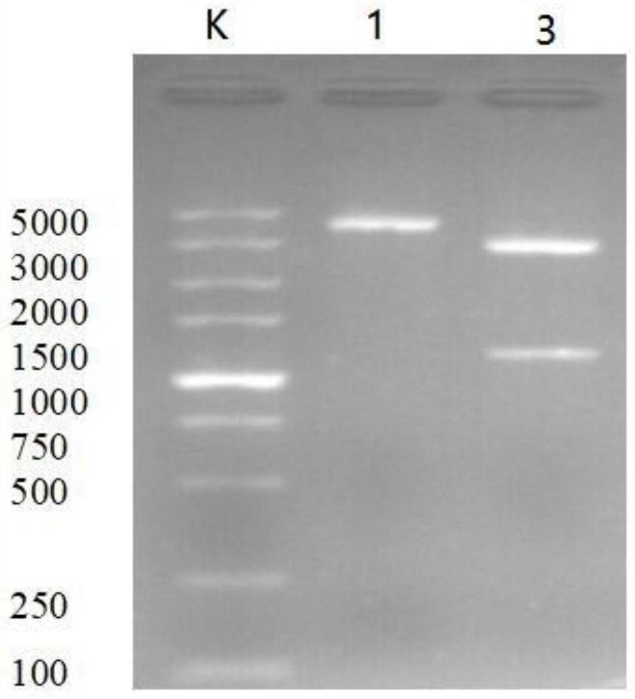 Riemerella anatipestifer DNA vaccine based on RA OmpA gene as well as preparation method and identification method of riemerella anatipestifer DNA vaccine