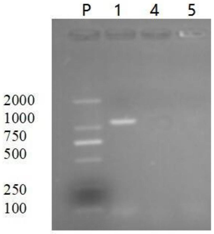 Riemerella anatipestifer DNA vaccine based on RA OmpA gene as well as preparation method and identification method of riemerella anatipestifer DNA vaccine