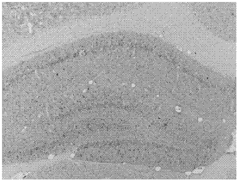 cRNA (complementary ribonucleic acid) in-situ hybridization probe of glutamate transporter-1 gene and preparation method of cRNA in-situ hybridization probe