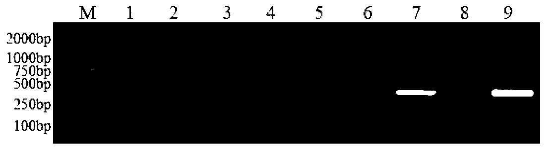 Long rachis elytrigia repens 7E chromosome specific molecular marker based on SLAF-seq development and application thereof