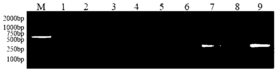 Long rachis elytrigia repens 7E chromosome specific molecular marker based on SLAF-seq development and application thereof