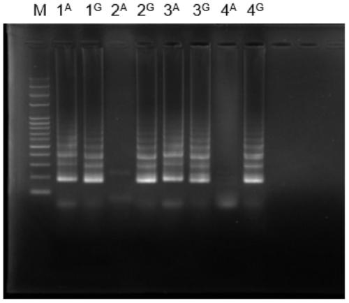 Detection primer set of cyp3a5 gene, reaction system and application thereof