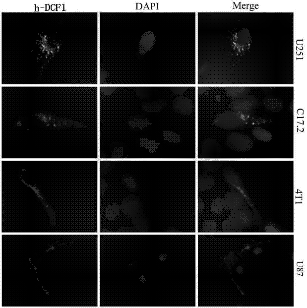 Specific interaction of dentritic cell factor 1 (DCF1) genes and transmembrane protein 59 like (TMEM 59 L) genes