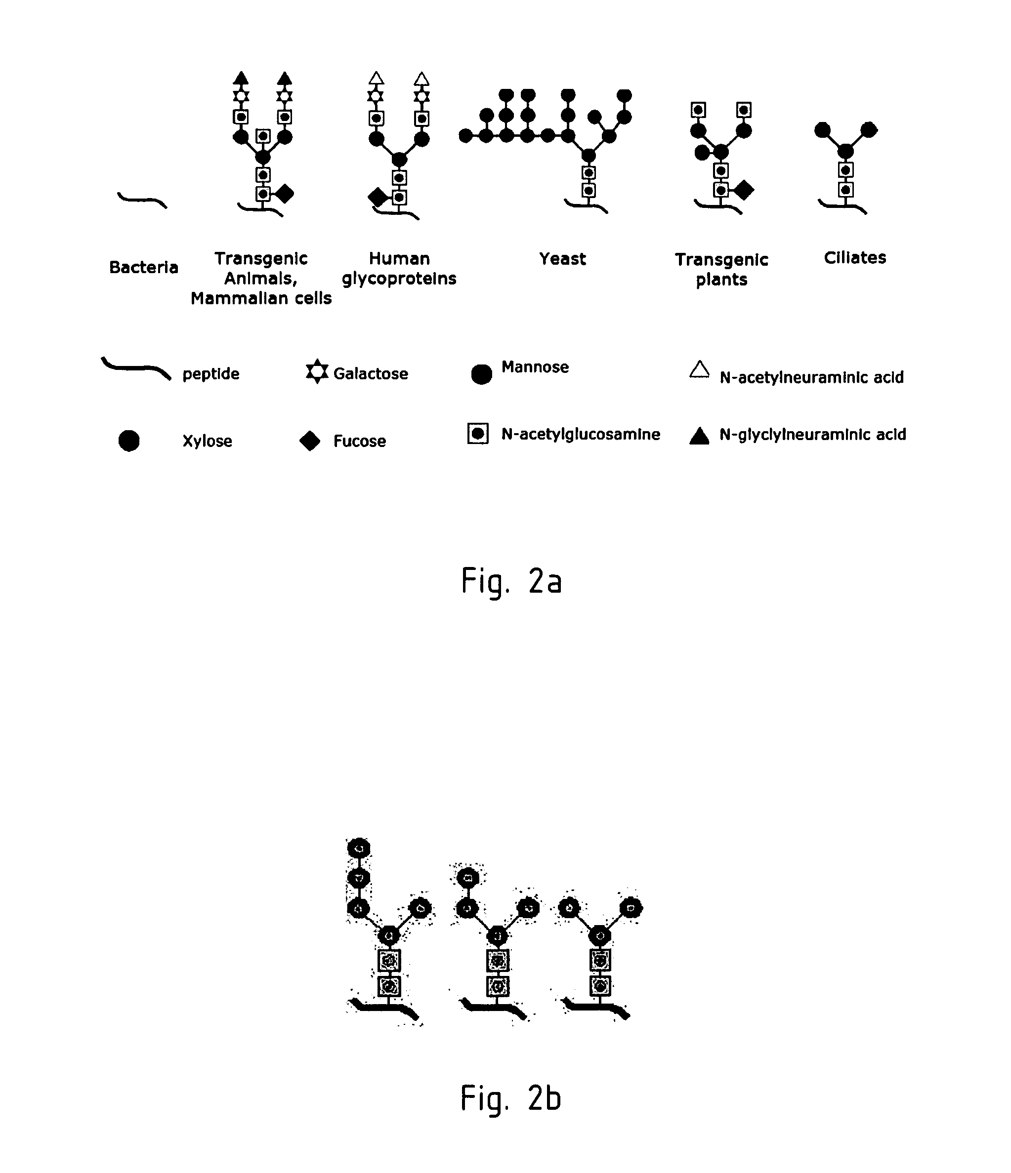 Expression of monoclonal antibodies in ciliate host cells