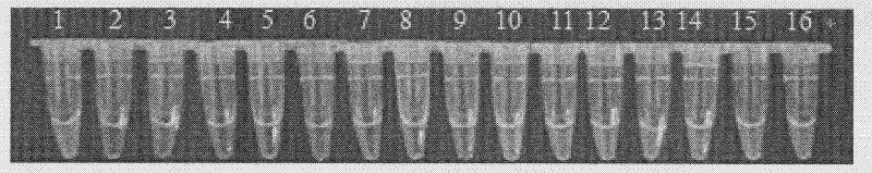 Salmonella and shigella joint detection kit and detection method thereof