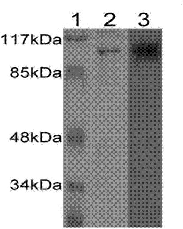 Application of gp96 protein to preparation of medicine for treating idiopathic thrombocytopenic purpura