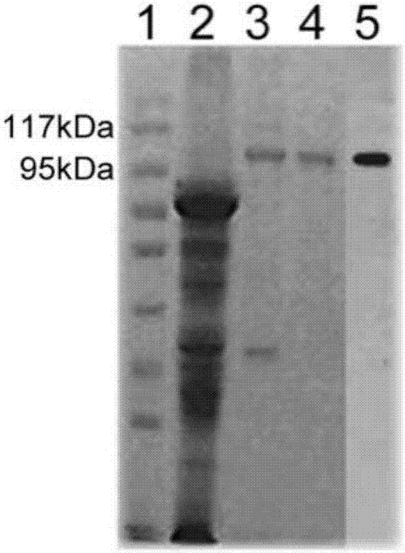 Application of gp96 protein to preparation of medicine for treating idiopathic thrombocytopenic purpura