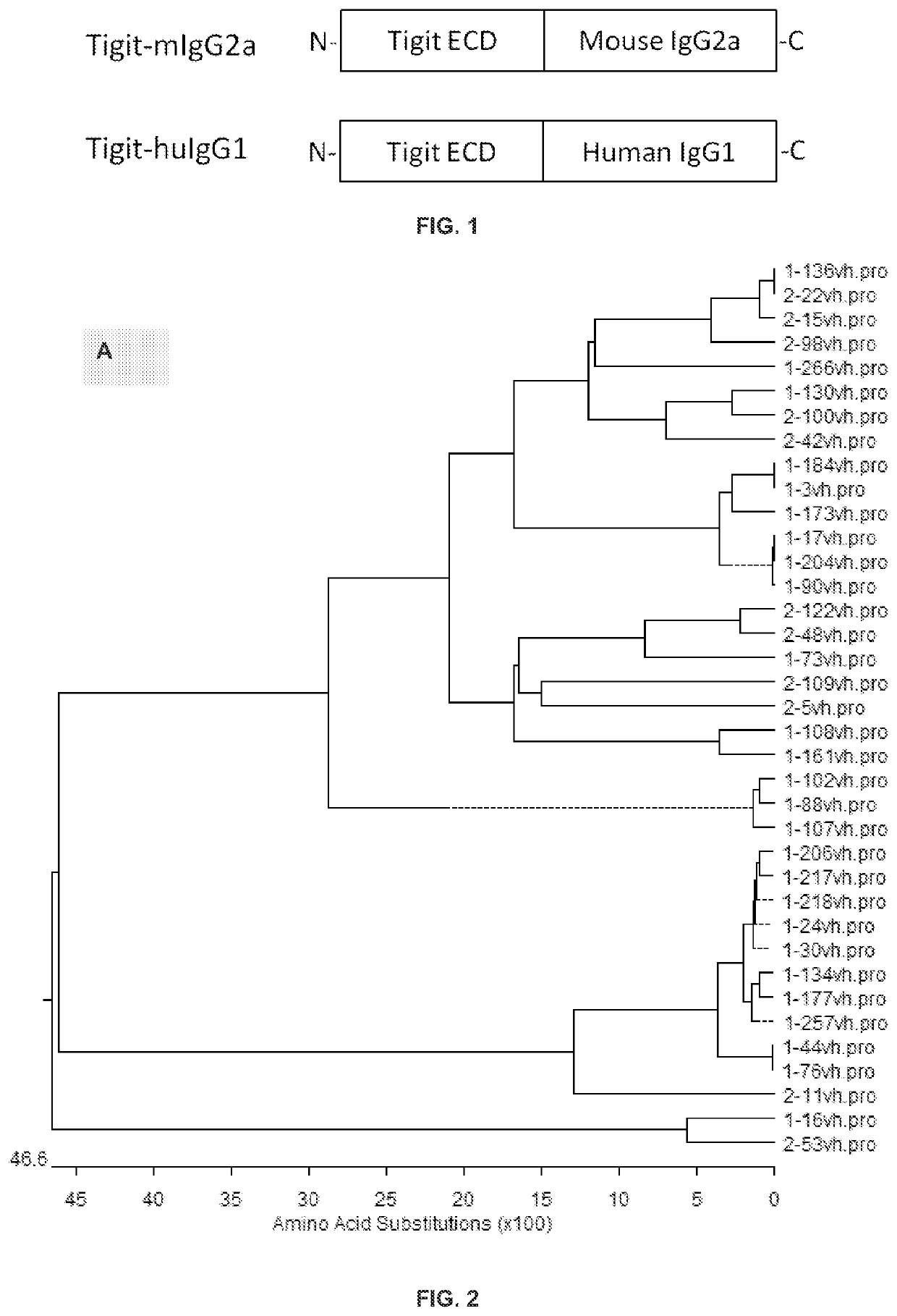 Anti-tigit antibodies and their use as therapeutics and diagnostics