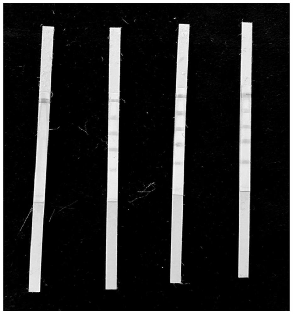 Test strip for semi-quantitatively detecting amantadine and preparation method and application of test strip