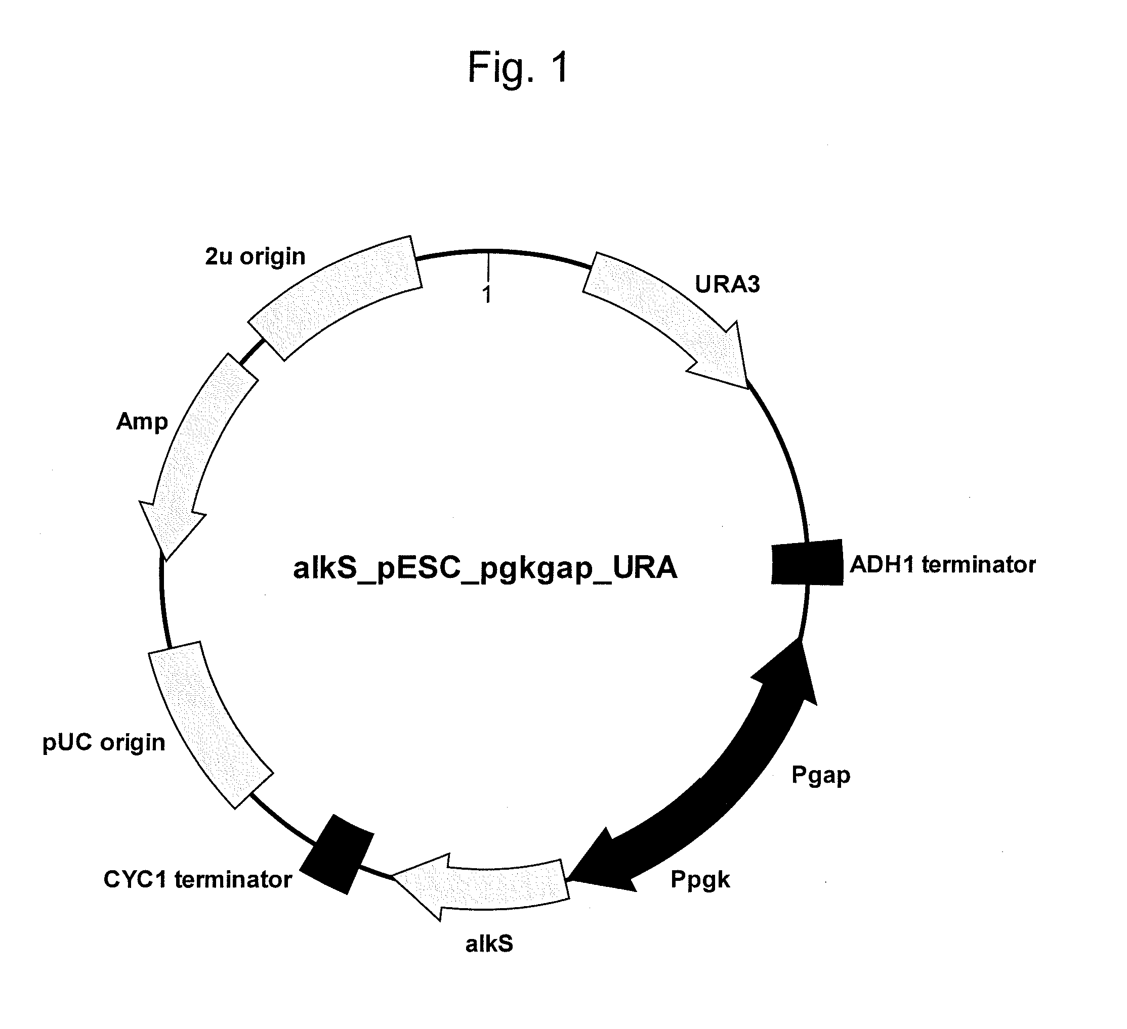 Method for producing alkane and recombinant microorganism capable of synthesizing alkane