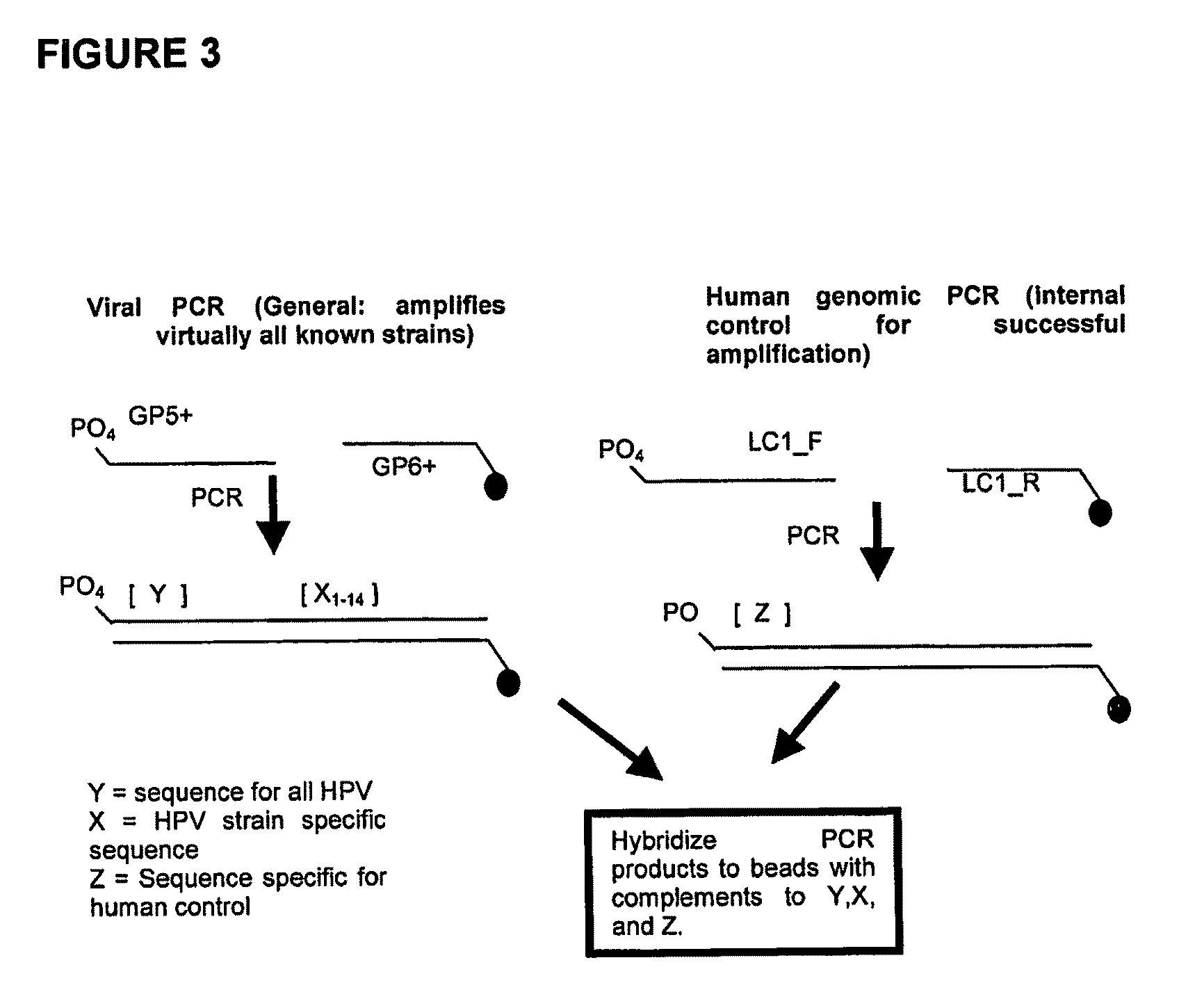 Human papilloma virus (HPV) detection using nucleic acid probes, microbeads and fluorescent-activated cell sorter (FACS)