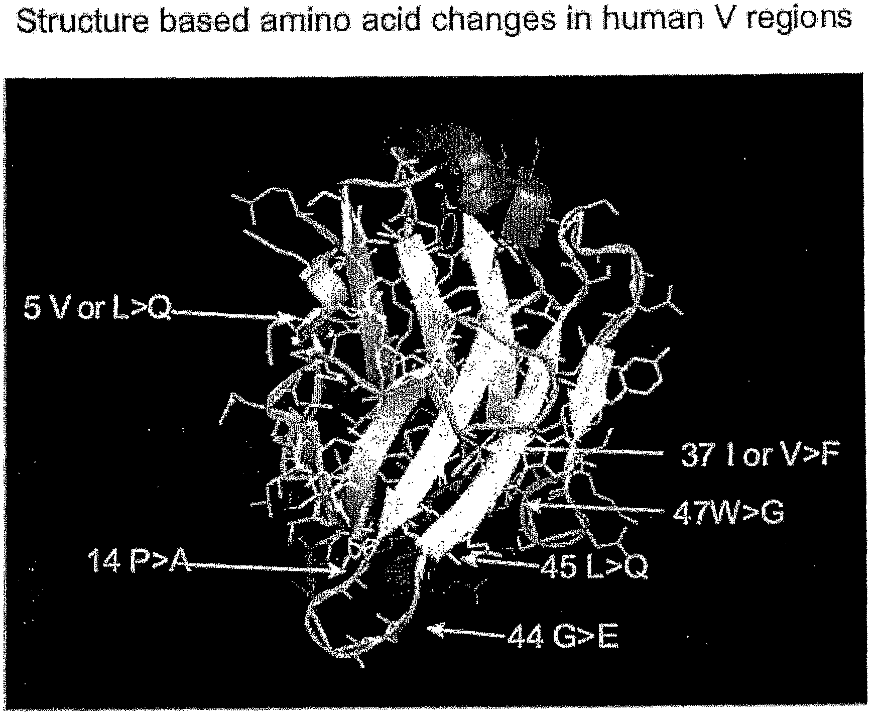 Binding molecules