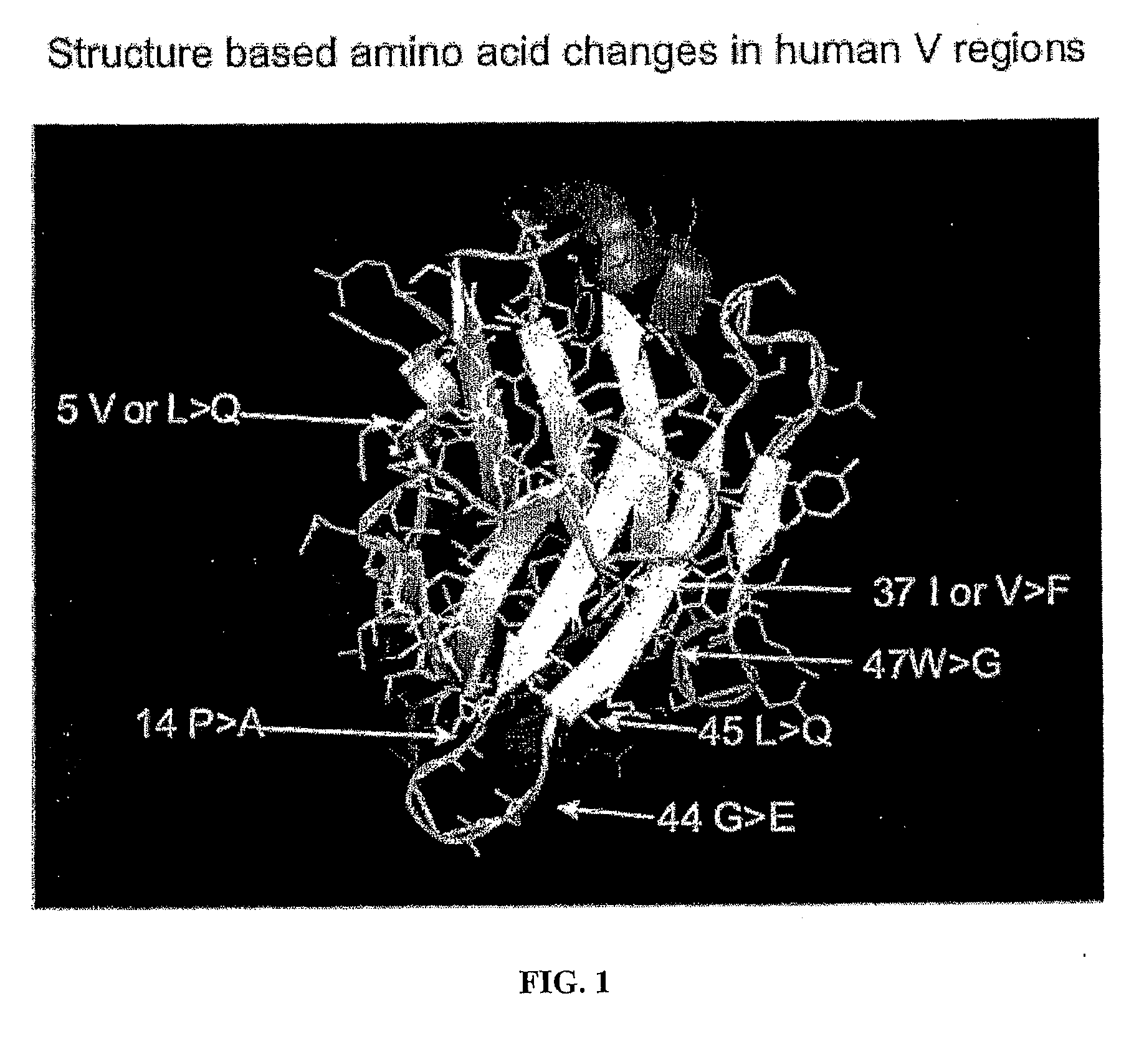 Binding molecules