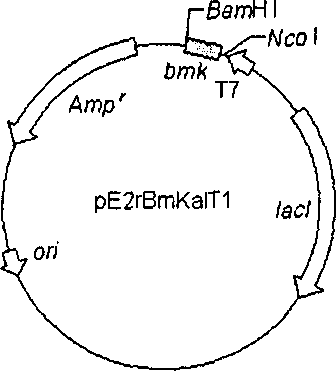 Genetic engineering for recombining scorpion venom rBmKaIT1