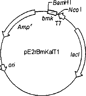 Genetic engineering for recombining scorpion venom rBmKaIT1