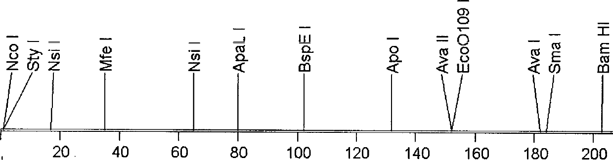 Genetic engineering for recombining scorpion venom rBmKaIT1